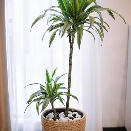 فندق Boulevard Boutique *